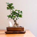 Pievienojies Rustic Room affiliate programmai un pelni kopā ar mums!