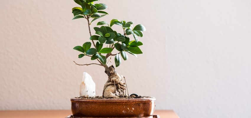 Pievienojies Rustic Room affiliate programmai un pelni kopā ar mums!